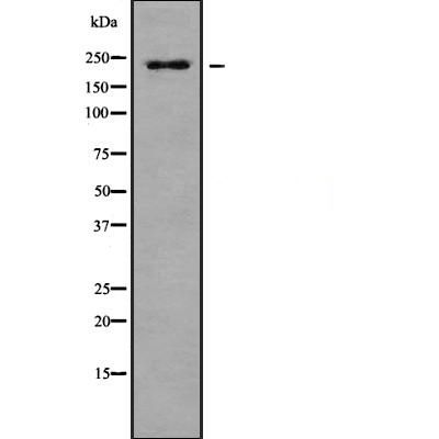 PTPRB Antibody