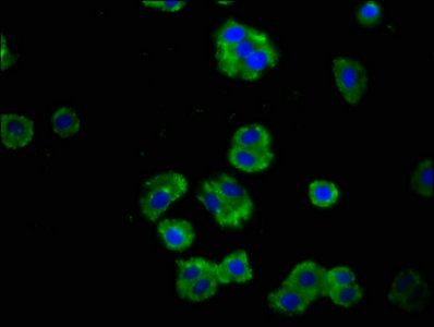 PTPRF Antibody