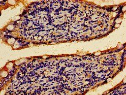 PTPRF Antibody
