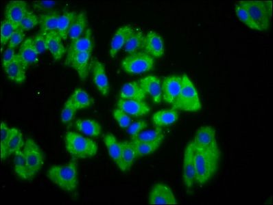 PTPRK Antibody