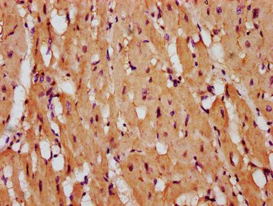 PTPRK Antibody