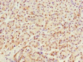 PTPRO Antibody