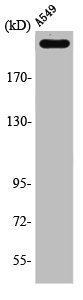 PTPRZ1 antibody