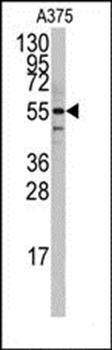 PTRF antibody