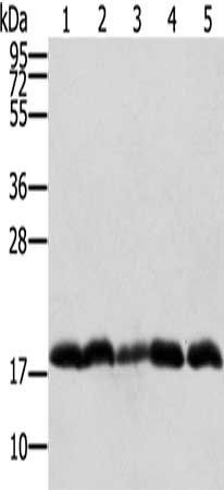 PTRH2 antibody