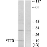 PTTG1IP antibody