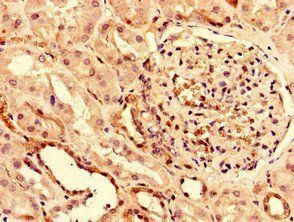 PUF60 Antibody