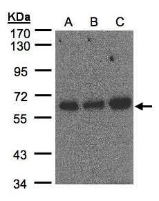 PUF60 antibody