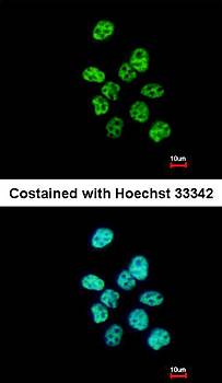 PUF60 Rabbit Polyclonal Antibody