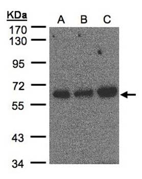 PUF60 Rabbit Polyclonal Antibody