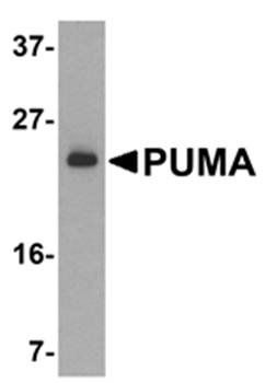 PUMA Antibody