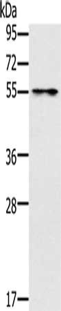 PUS10 antibody