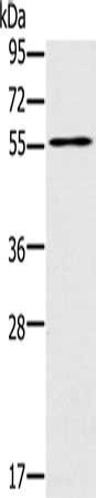 PUS10 Antibody