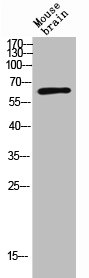 PVRL2 Antibody