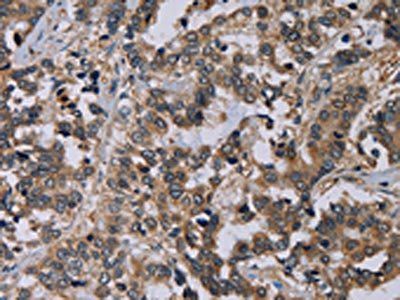 PVRL4 Antibody
