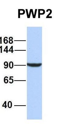 PWP2 antibody