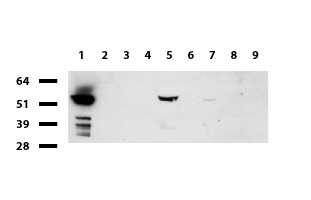 PRELID1 Antibody