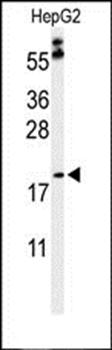 PXMP2 antibody