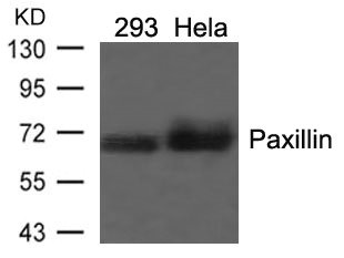 PXN (Ab-118) antibody
