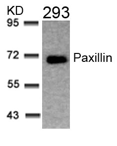 PXN (Ab-31) antibody