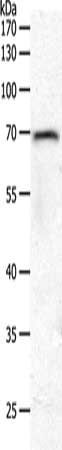 PXN Antibody