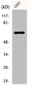 PXN Antibody