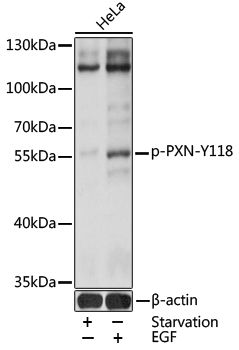PXN (Phospho-Y118) antibody