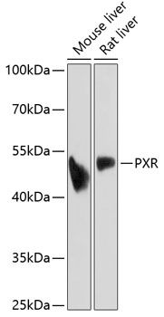 PXR antibody