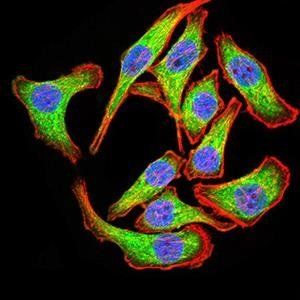 PYCARD Antibody