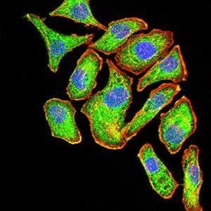 PYCARD Antibody