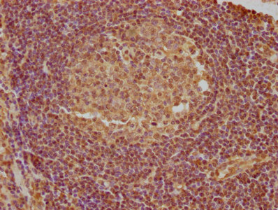 PYCARD Antibody