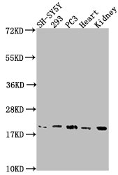 PYCARD Antibody