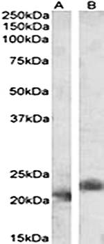 Goat anti-Pycard (rodent) Antibody