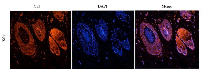 PYCR1 antibody