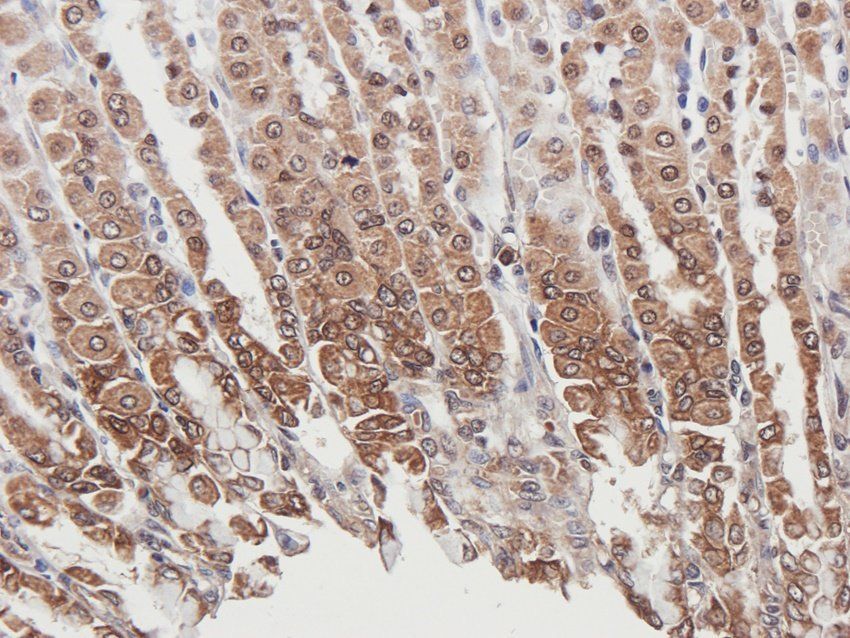 PYCR1 antibody