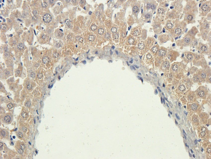 PYCR1 antibody