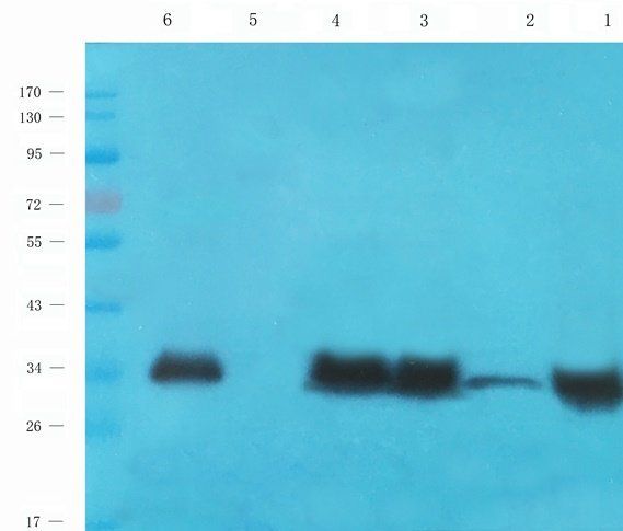 PYCR1 antibody