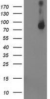 PYCR3 Antibody