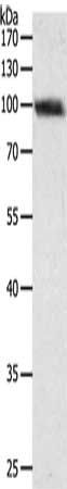 PYGB Antibody