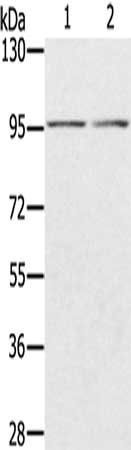 PYGL antibody