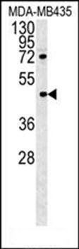 PYHIN1 antibody