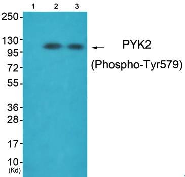 PYK2 (phospho-Tyr579) antibody