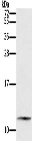 PYY Antibody