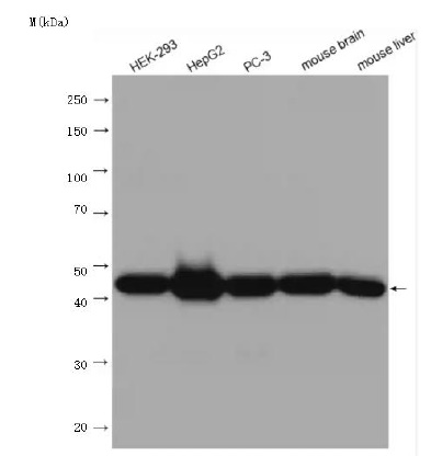 SUCLA2 Antibody