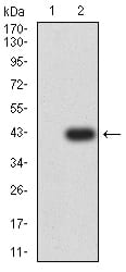 CD182 Antibody