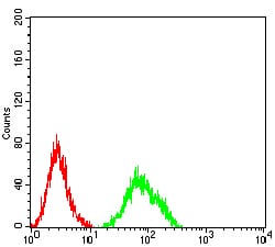 CD182 Antibody