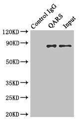 QARS antibody