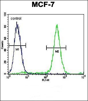 QTRTD1 antibody