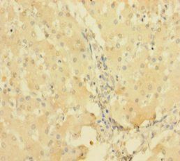 PTPRR Antibody