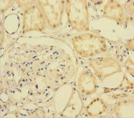 PTPRR Antibody